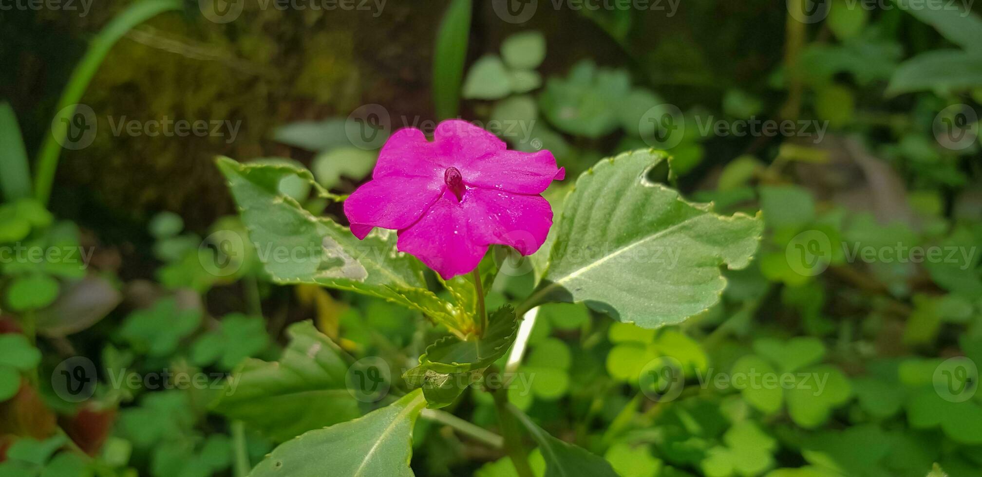 Busy Lizzie Impatiens Walleriana also known as Balsam, Sultana or Impatiens in Asia photo