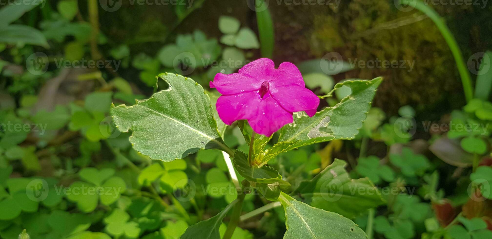 Busy Lizzie Impatiens Walleriana also known as Balsam, Sultana or Impatiens in Asia photo