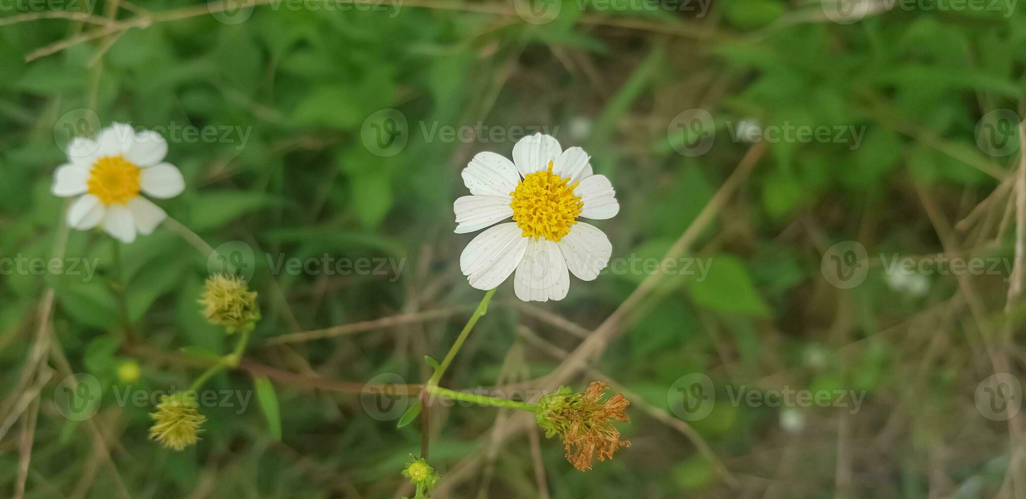 Beautiful Daisy flowers with green foliage or Bellis perennis L, or Compositae blooming in the park during sunlight of summer day photo