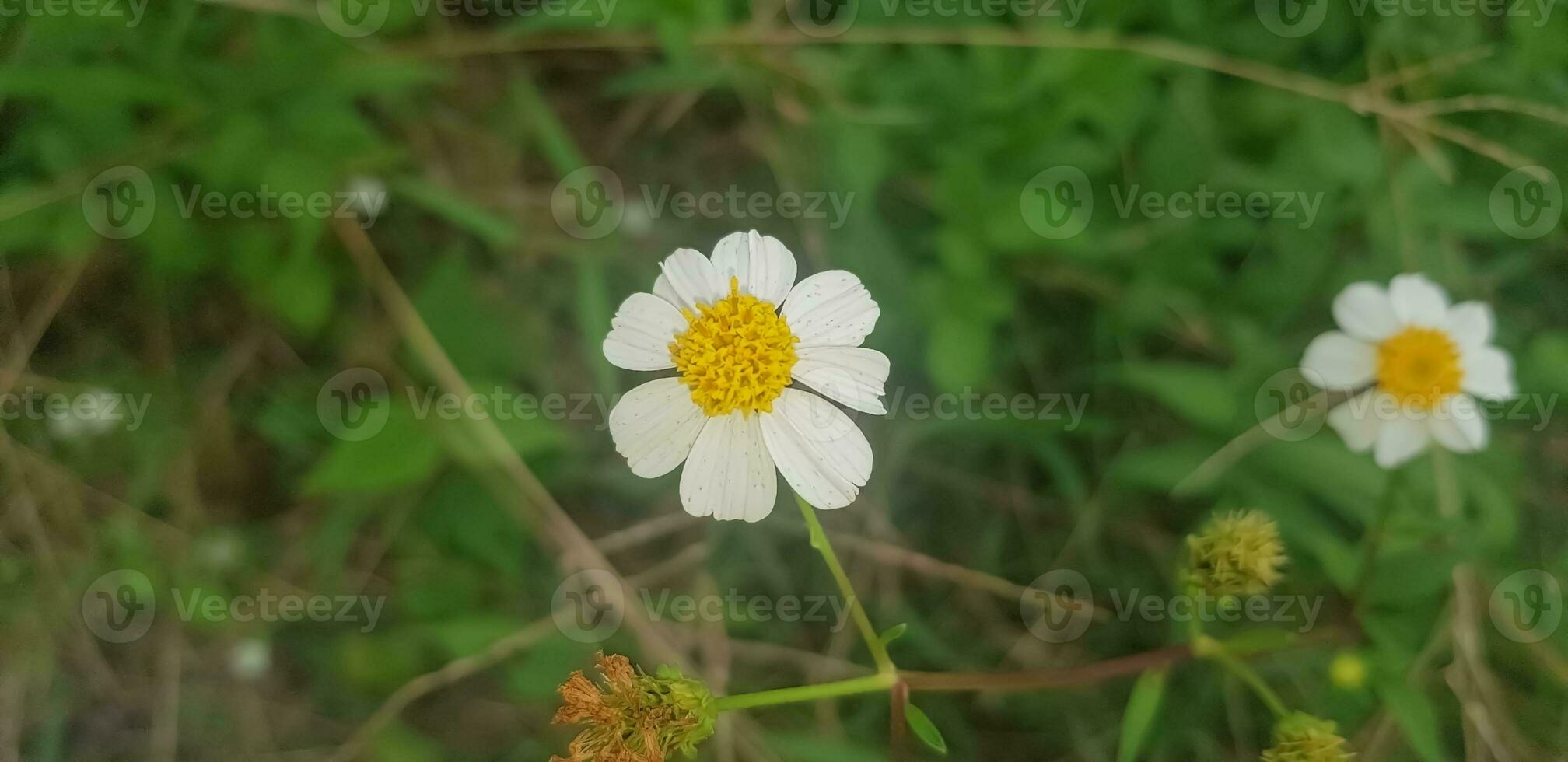 Beautiful Daisy flowers with green foliage or Bellis perennis L, or Compositae blooming in the park during sunlight of summer day photo