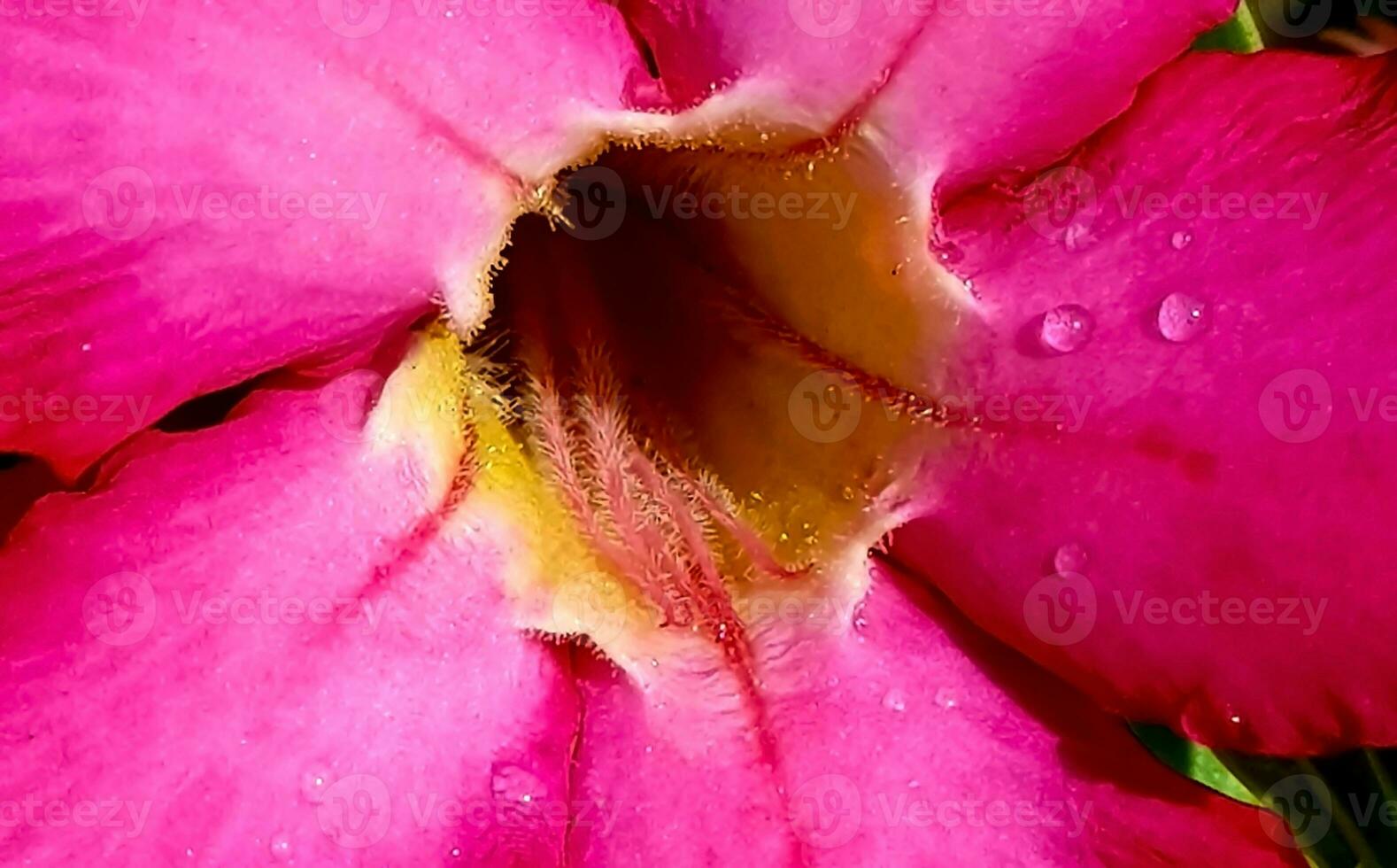 Beautiful close up of pink flower Pink allamanda or Allamanda blanchetii A DC, or Apocynaceae or kembang sepatu photo