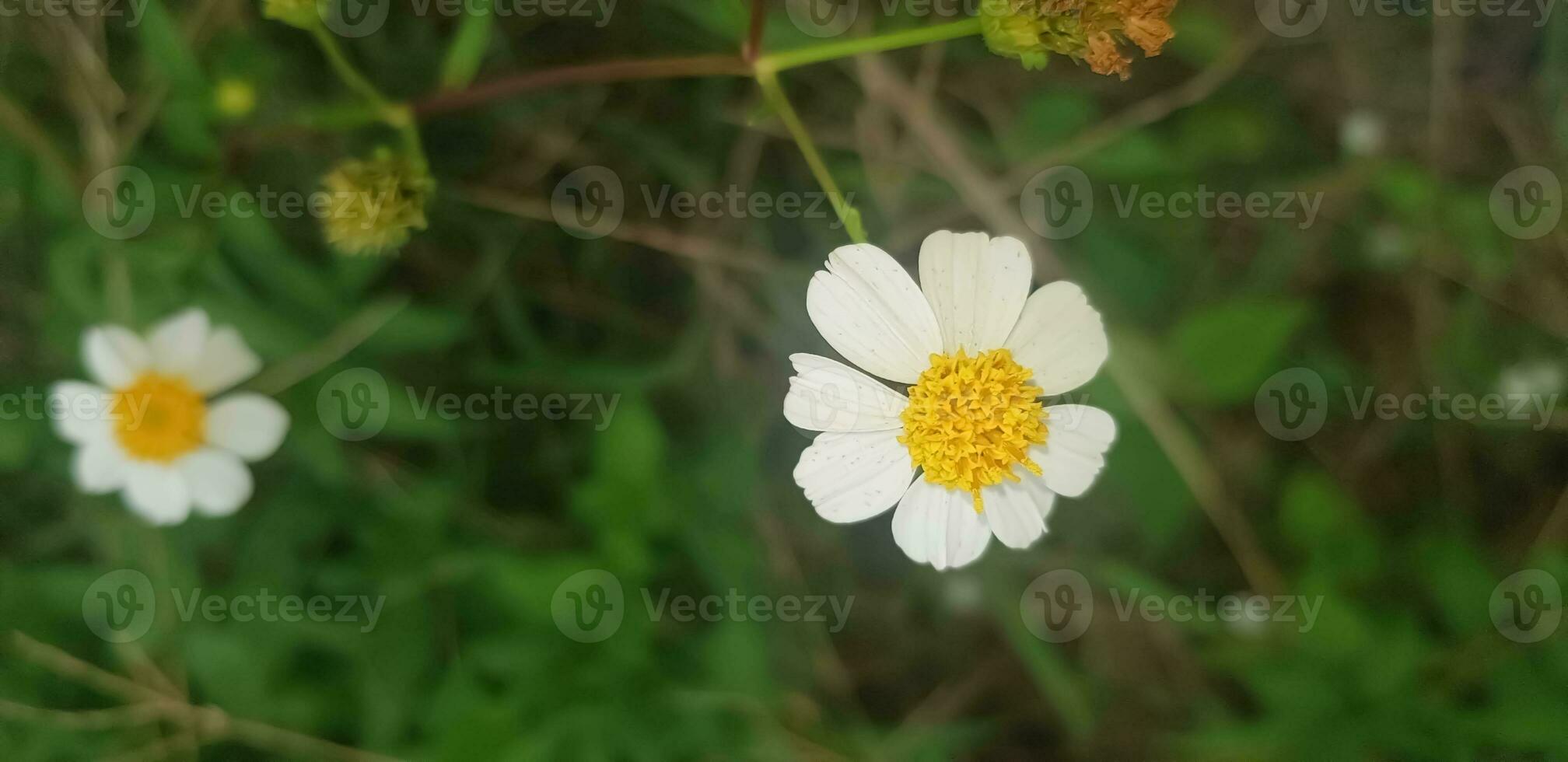 Beautiful Daisy flowers with green foliage or Bellis perennis L, or Compositae blooming in the park during sunlight of summer day photo