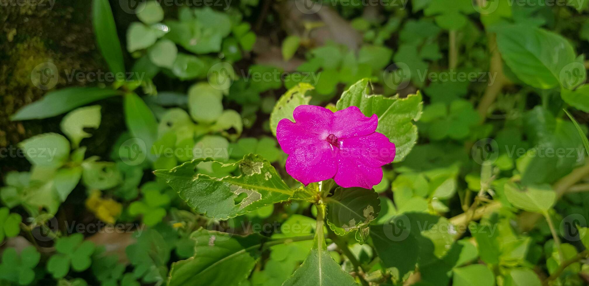 ocupado genoveva impatiens walleriana además conocido como bálsamo, sultana o impatiens en Asia foto