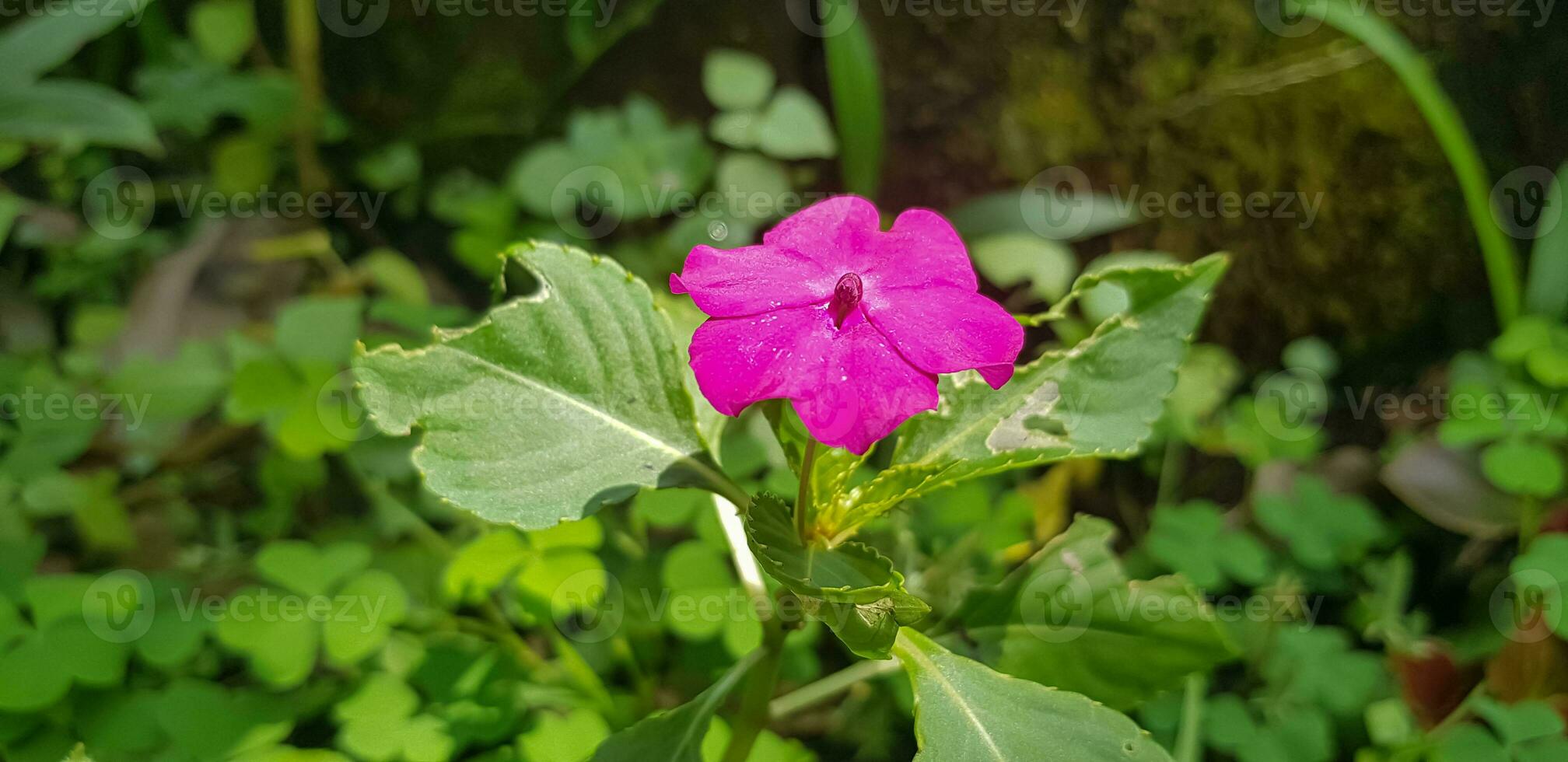 ocupado genoveva impatiens walleriana además conocido como bálsamo, sultana o impatiens en Asia foto