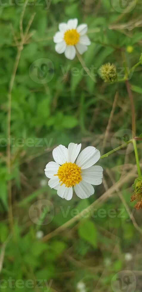 hermosa margarita flores con verde follaje o Bellis perennis yo, o compositae floreciente en el parque durante luz de sol de verano día foto