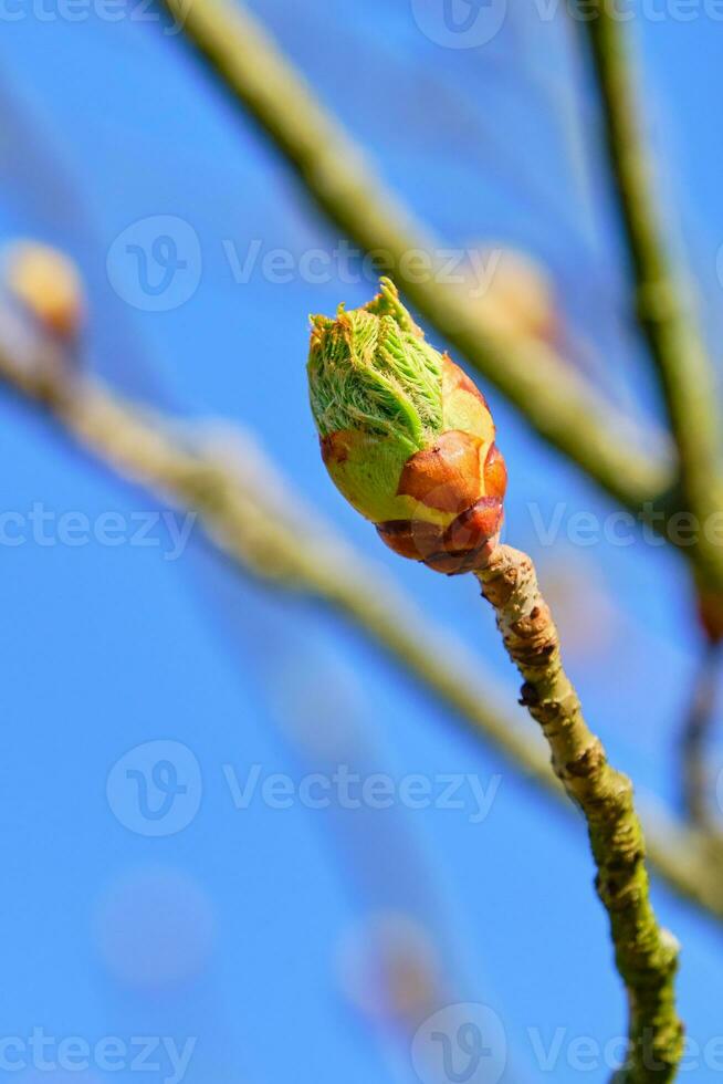 Opening Red horse chestnut tree bud in early Spring photo