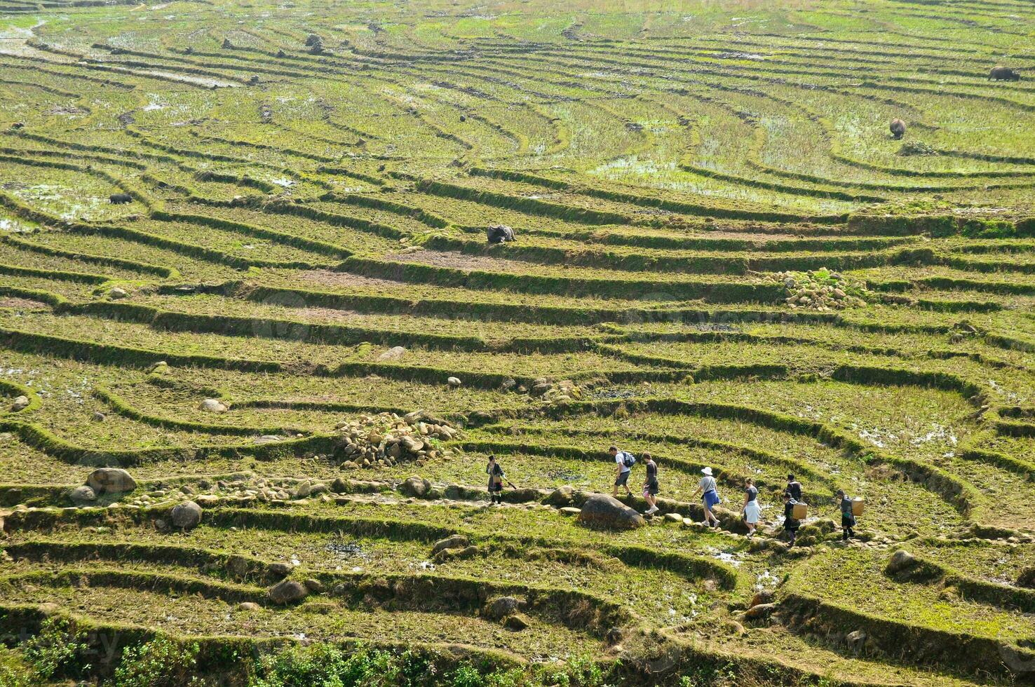 viajeros caminando a través de verde arroz campos en montañas en del Norte Vietnam foto