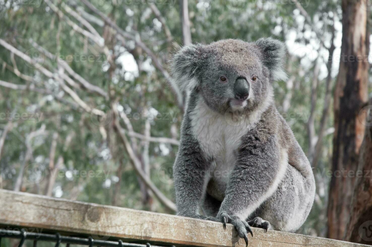 Young gray koala looking to the left photo