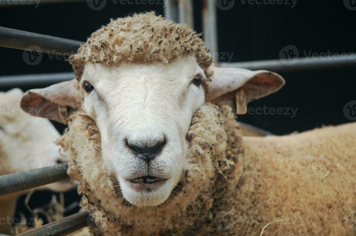 Young sheep is smiling and starring photo