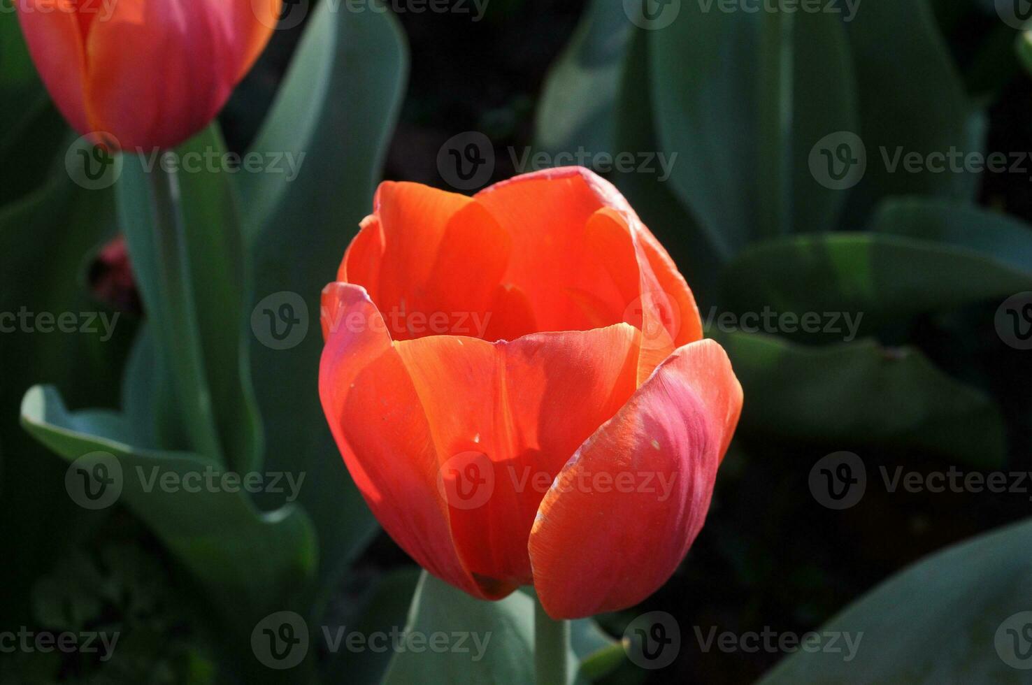 Red tulip in a sunny summer photo