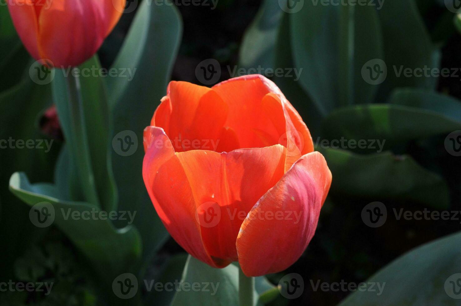 rojo tulipán en un soleado verano foto