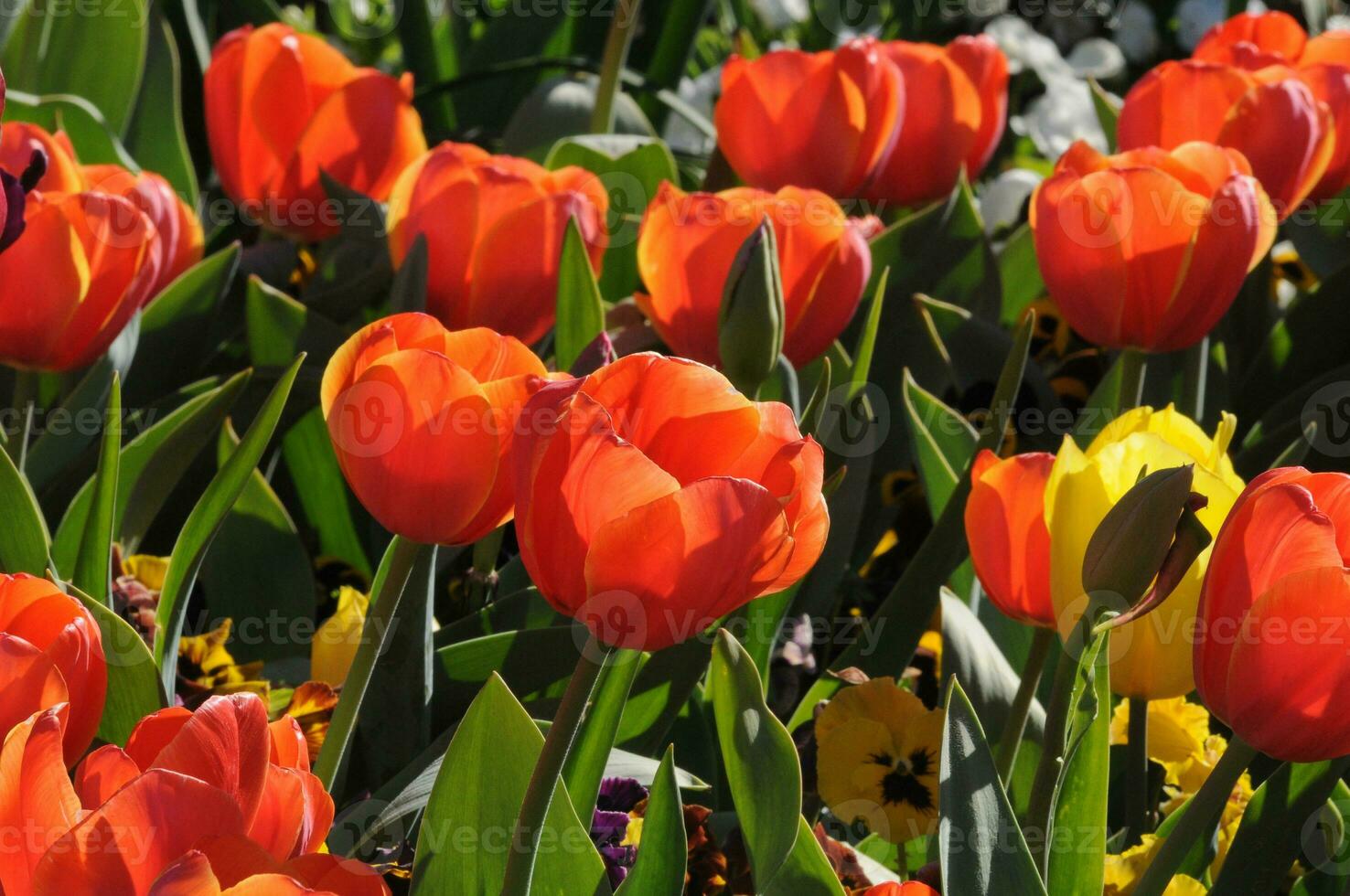 Red beautiful tulips photo