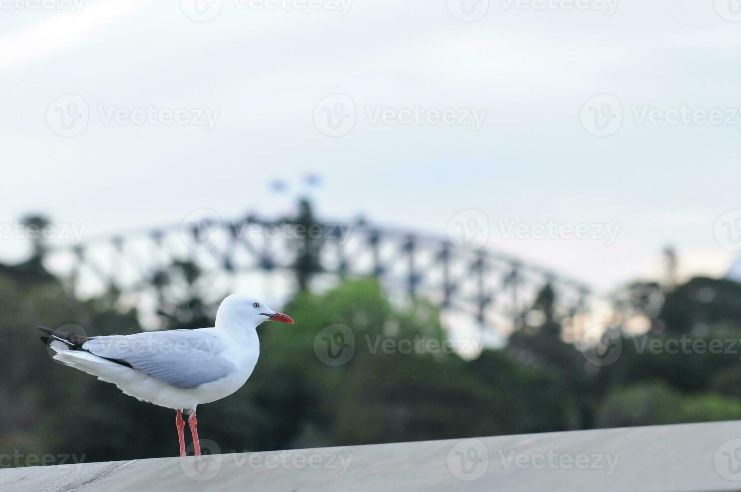 Gaviota y Sydney puerto puente en el noche foto