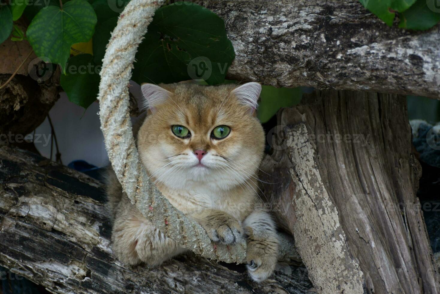 British Shorthair cat Sitting on the branch of a big tree It's hot during the day. Its nose is dark pink. photo