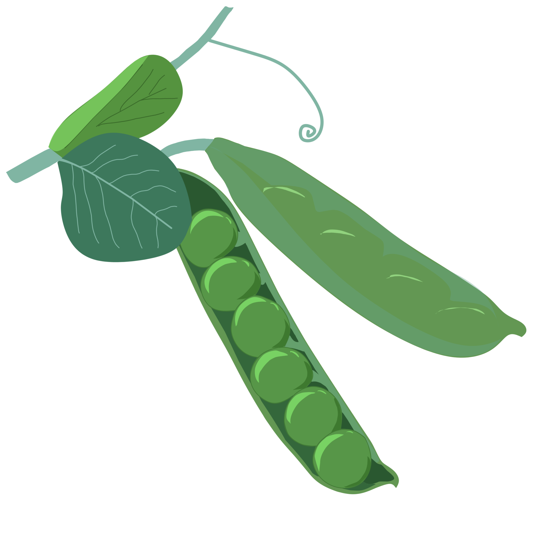 illustration-of-a-pea-with-its-leaves-23741862-png
