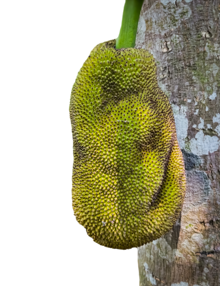 Jack fruit on the tree, hanging from a branch. Closeup of a young jackfruit transparent background. png