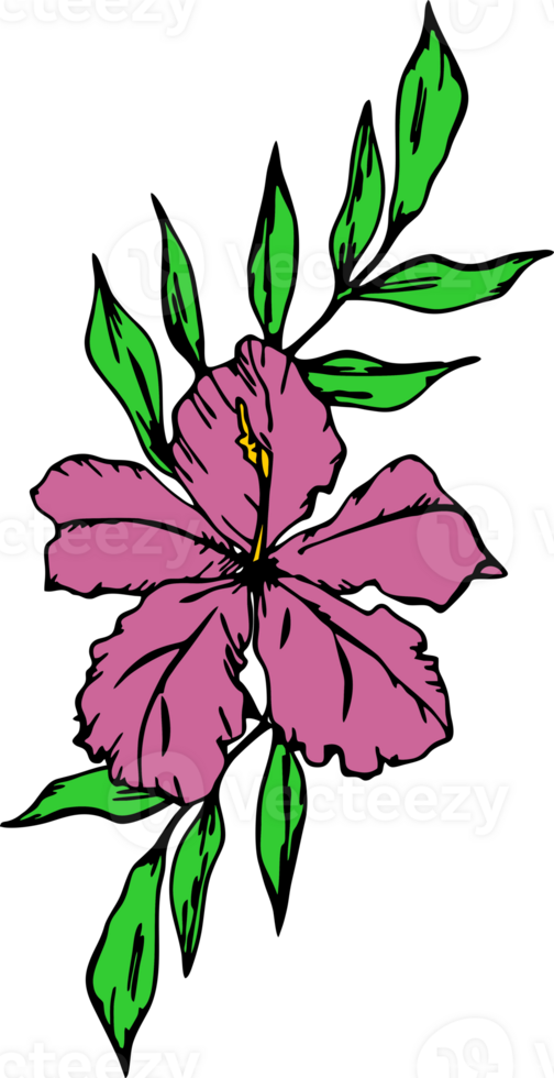 colored drawing of hibiscus flower with black outline without background, isolated element png