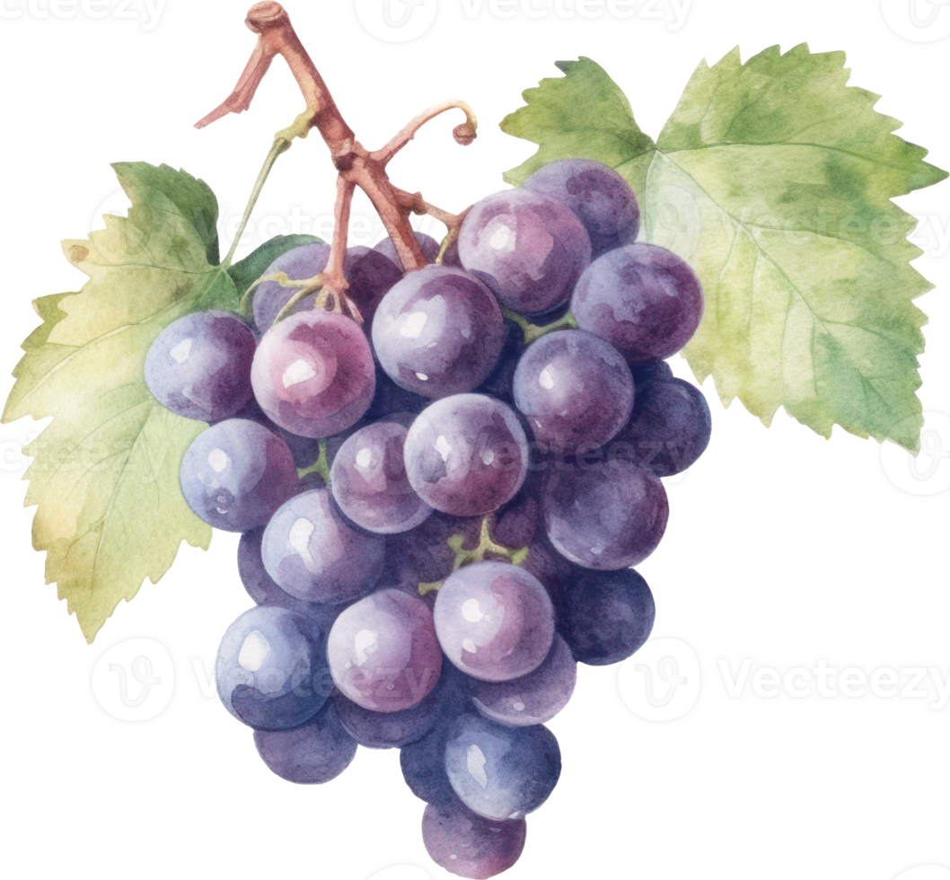 Grapes Fruit Watercolor. d png