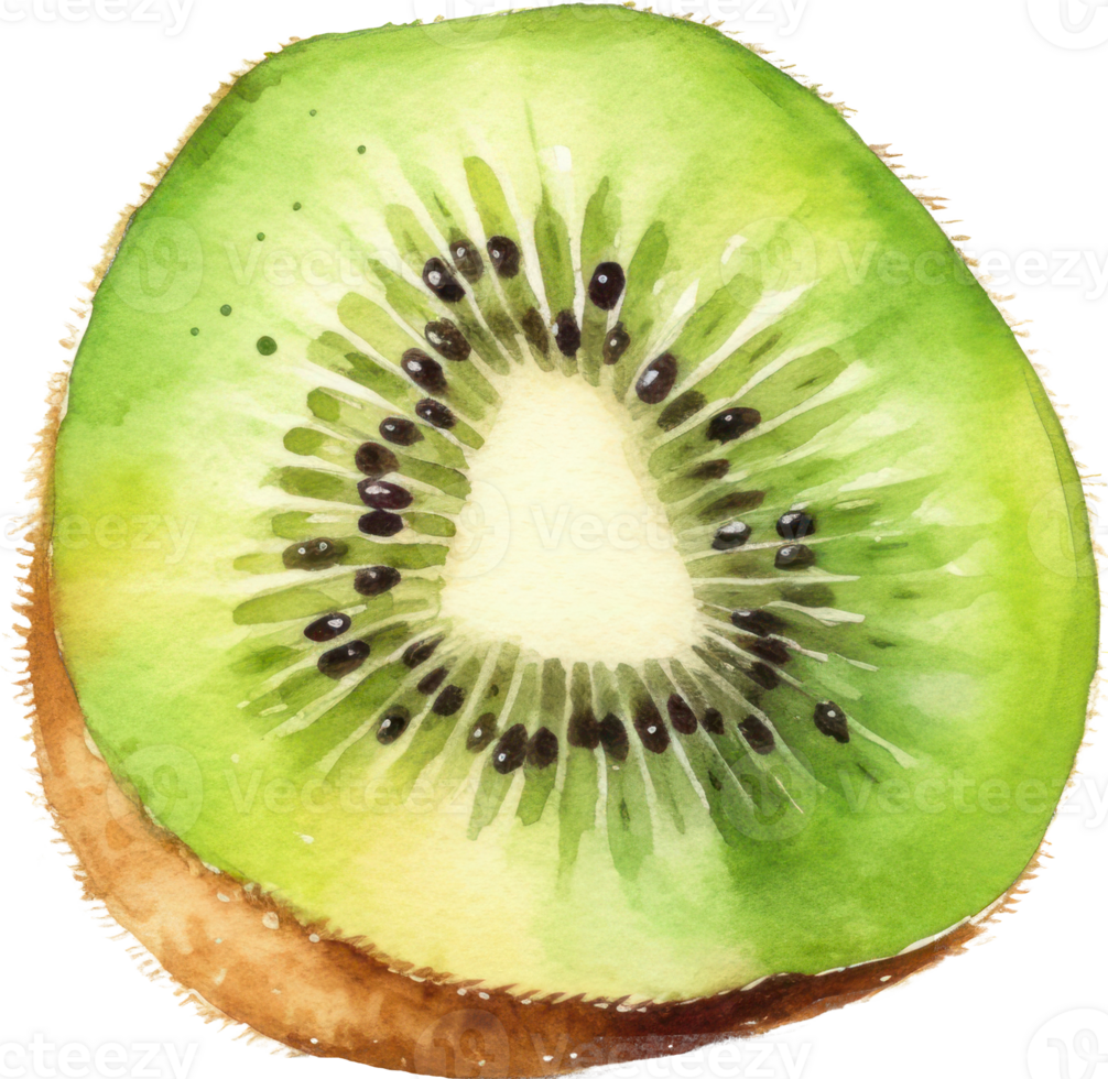 Kiwi Fruit Watercolor. d png