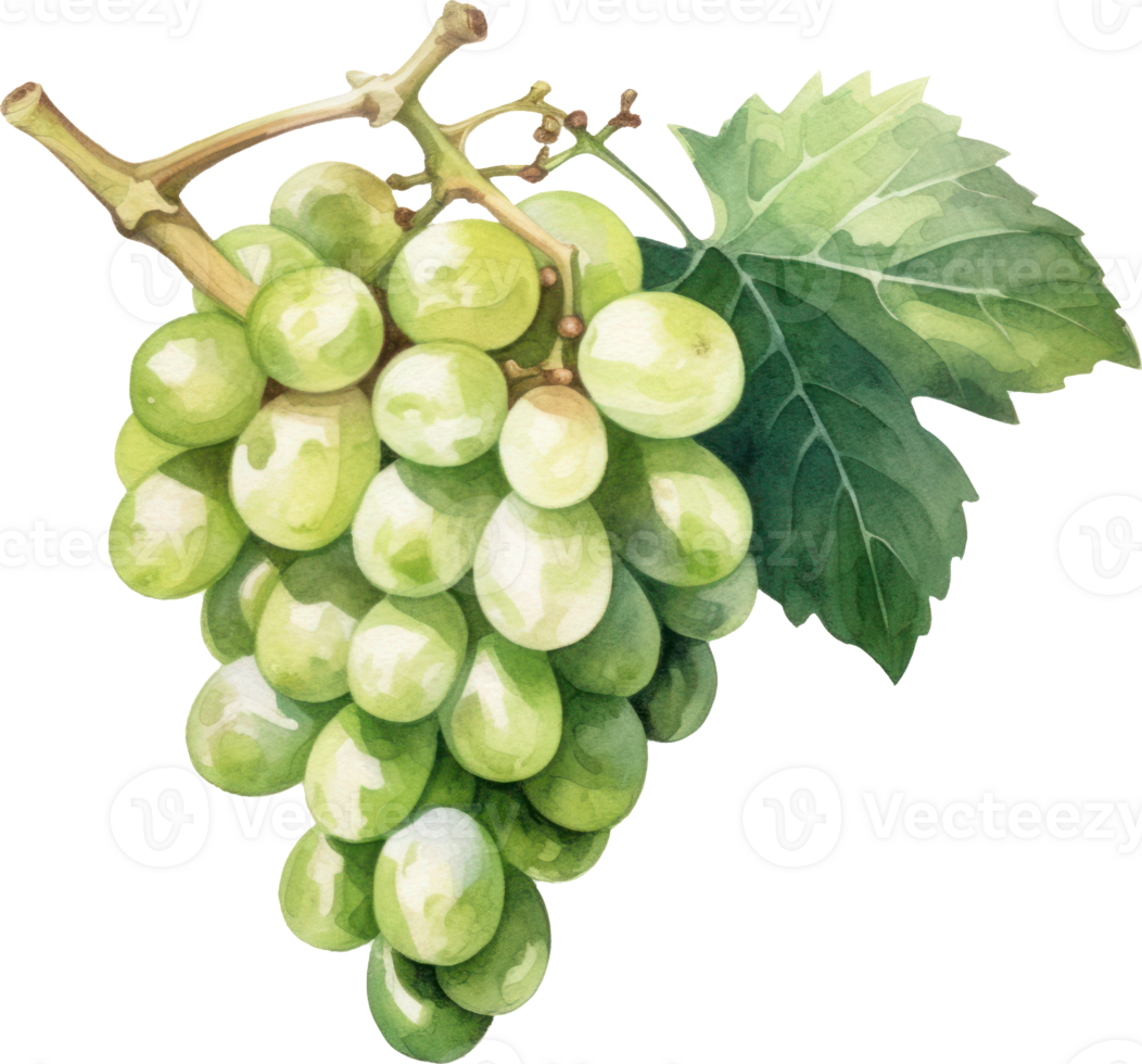 Grapes Fruit Watercolor. d png