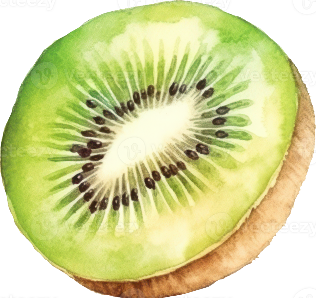 Kiwi Fruit Watercolor. d png