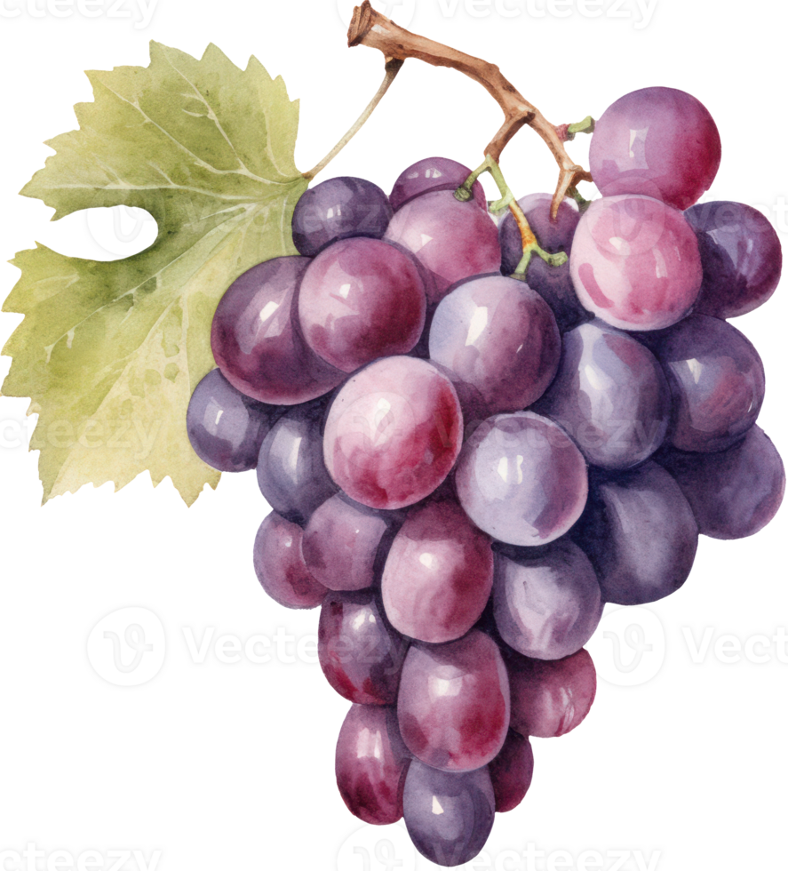 Grapes Fruit Watercolor. d png