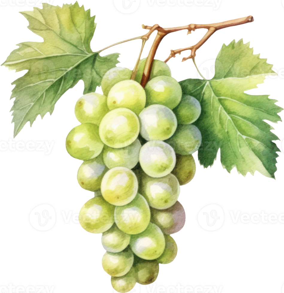 Grapes Fruit Watercolor. d png