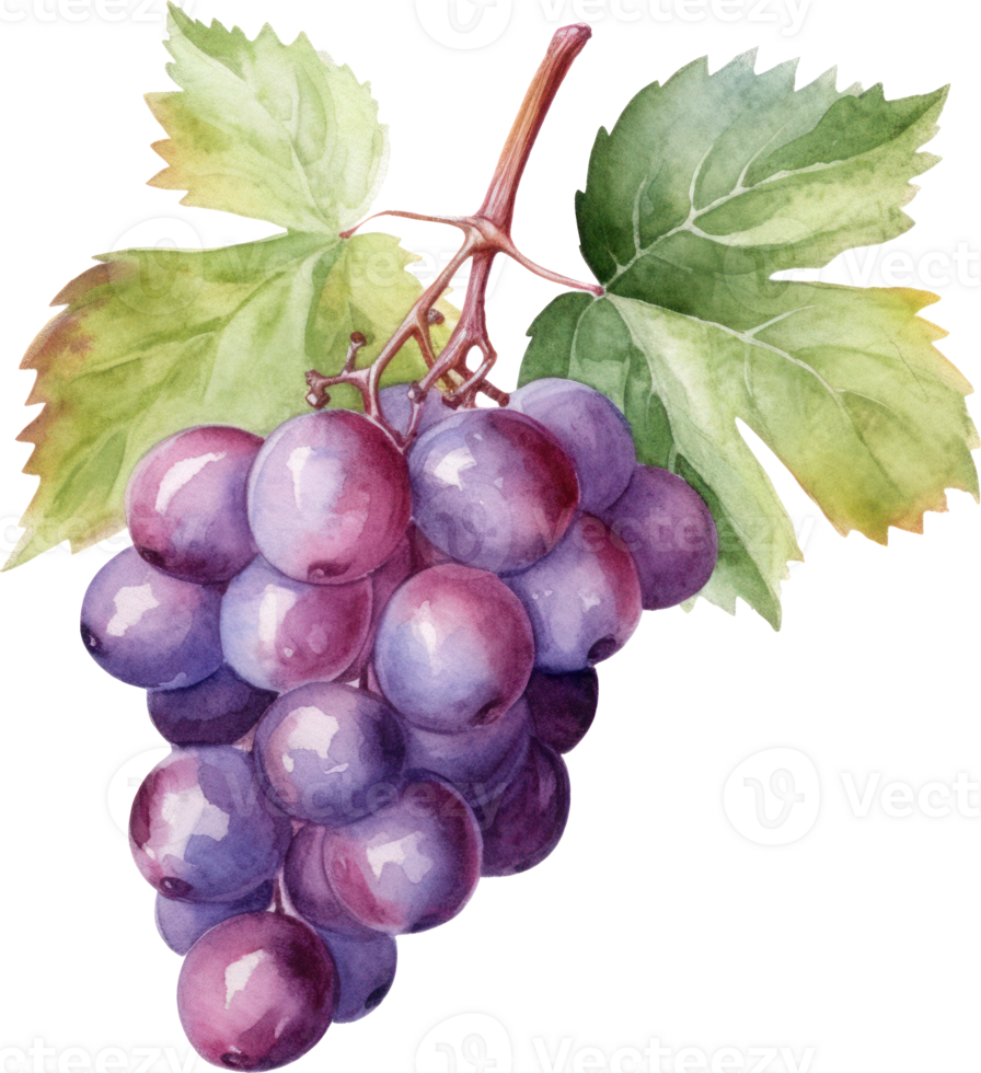 uvas fruta aquarela. ai gerado png