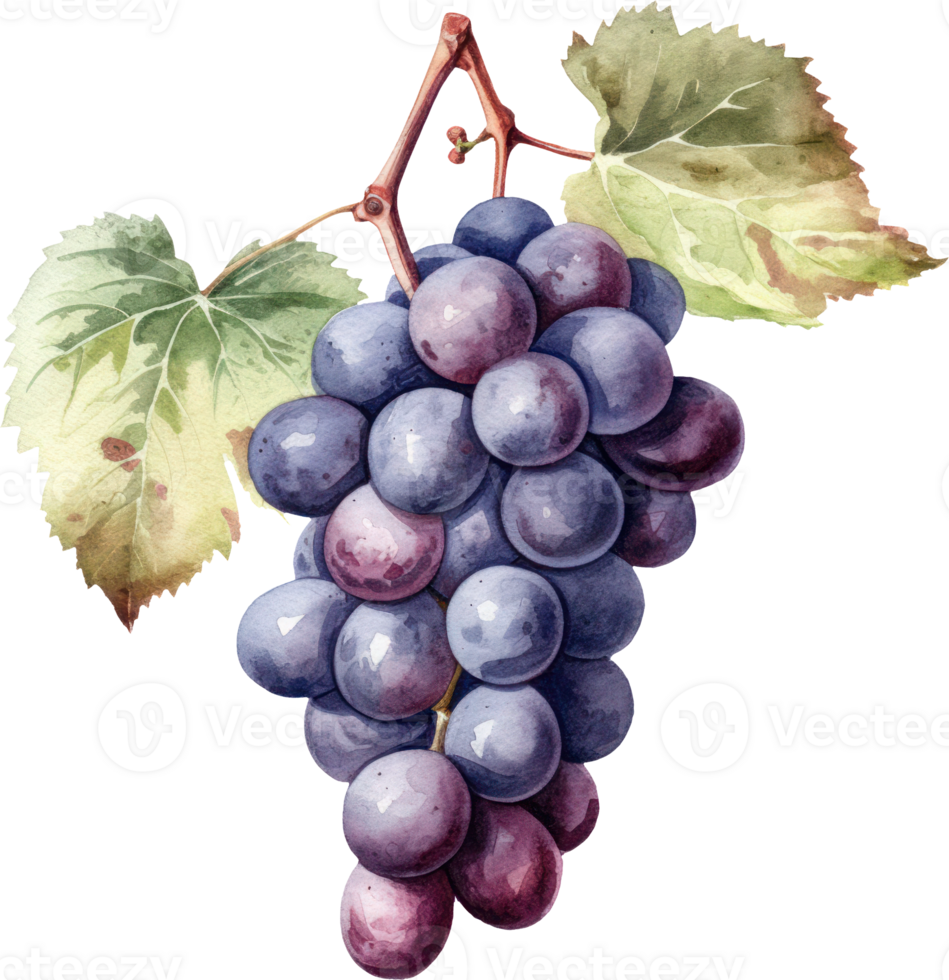 Grapes Fruit Watercolor. d png