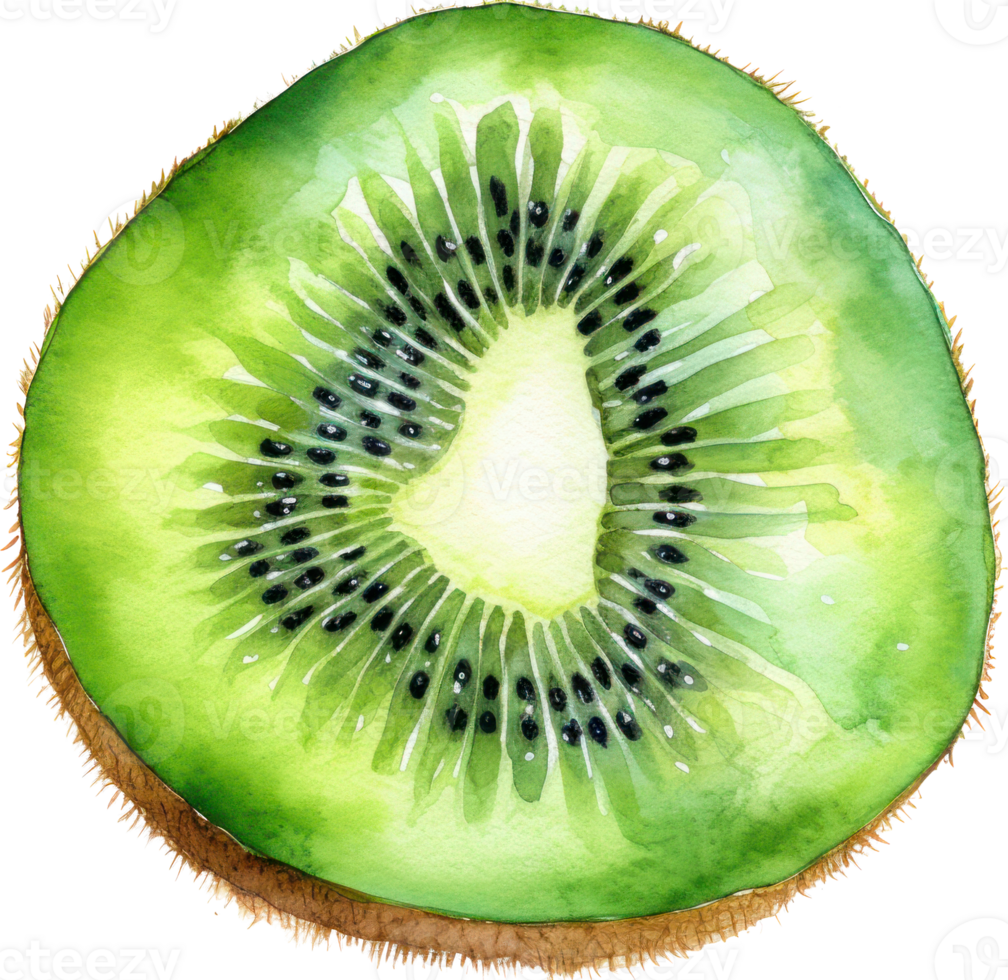 Kiwi Fruit Watercolor. d 23742292 PNG
