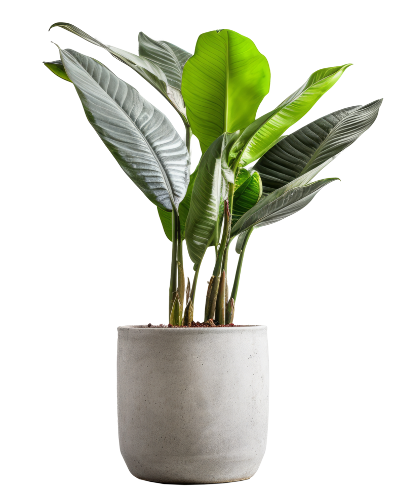 Banana plant in flowerpot. Illustration png