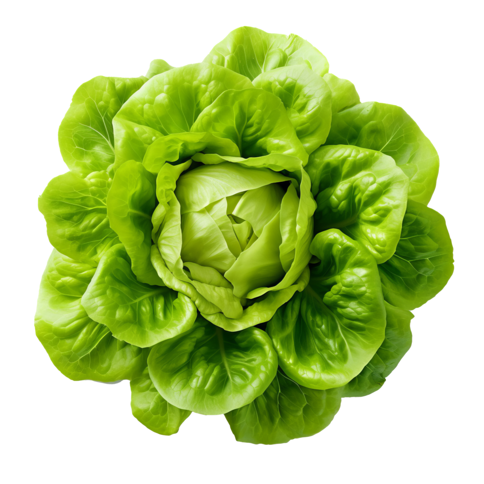 Green fresh lettuce. Illustration png