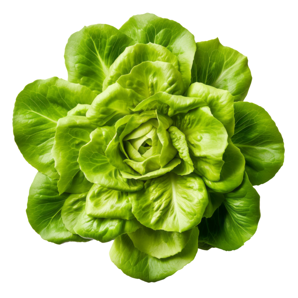 Green fresh lettuce. Illustration png