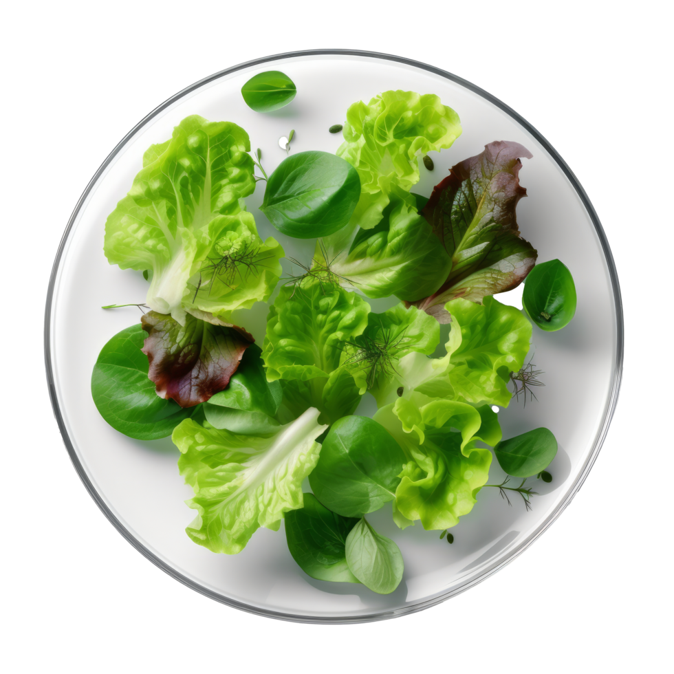 Green fresh salad isolated. Illustration png