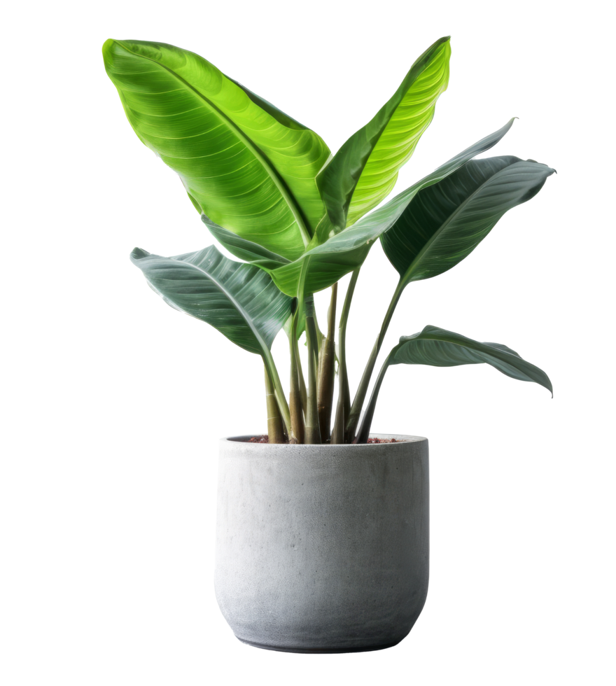 Banana plant in flowerpot. Illustration png