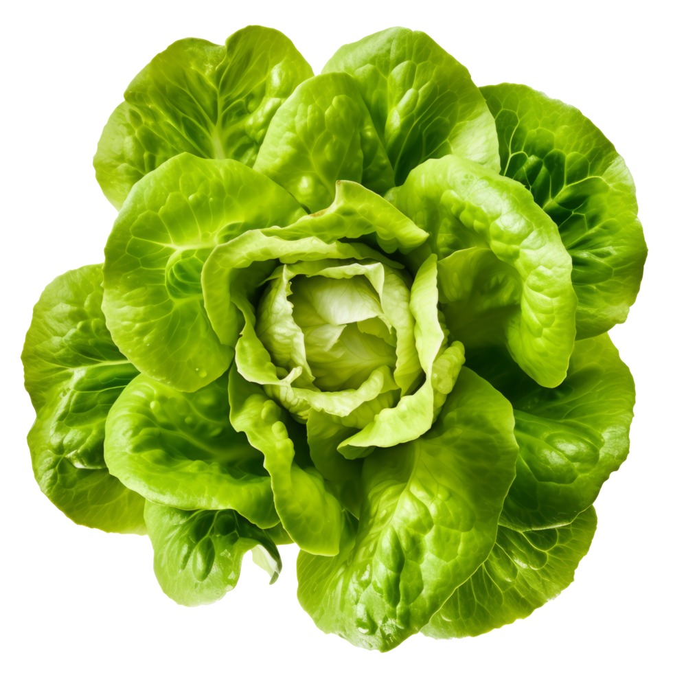 Green fresh lettuce. Illustration png