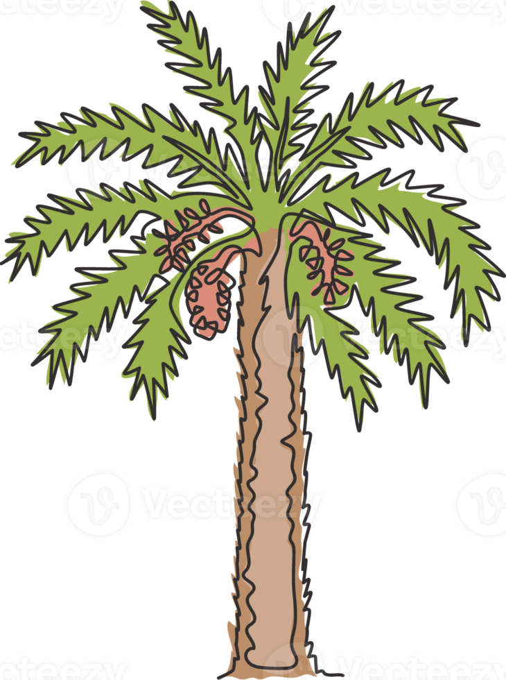 One continuous line drawing of beauty and exotic date palm tree. Decorative phoenix dactylifera plant concept for plantation company. Trendy single line draw design graphic illustration png