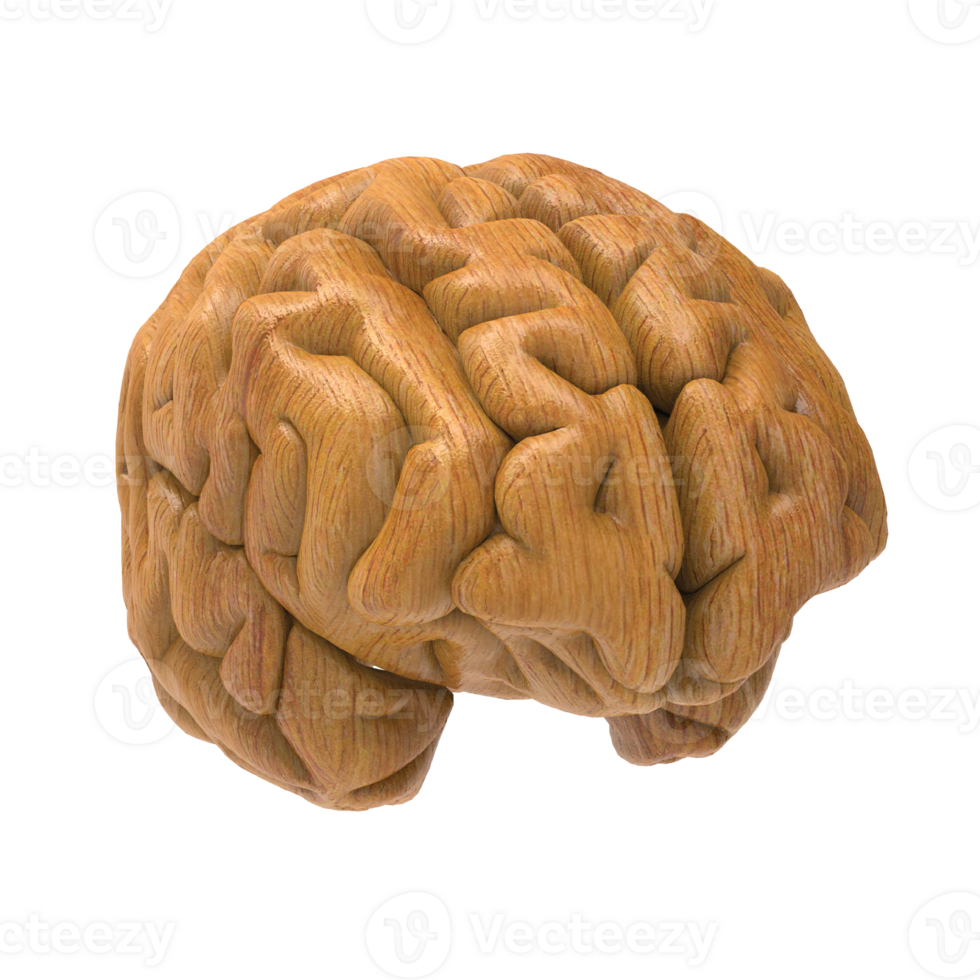 Brain isolated 3d rendering png