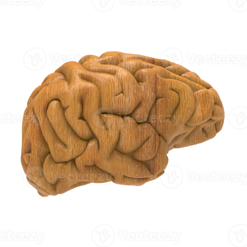 Brain isolated 3d rendering png