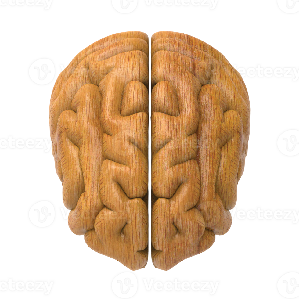 Brain isolated 3d rendering png