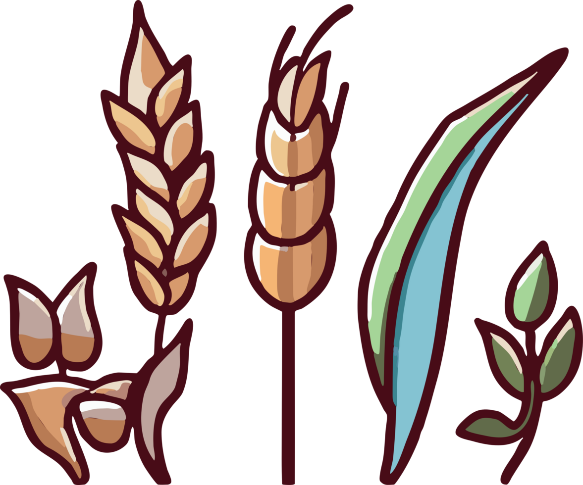 Wheat png graphic clipart design