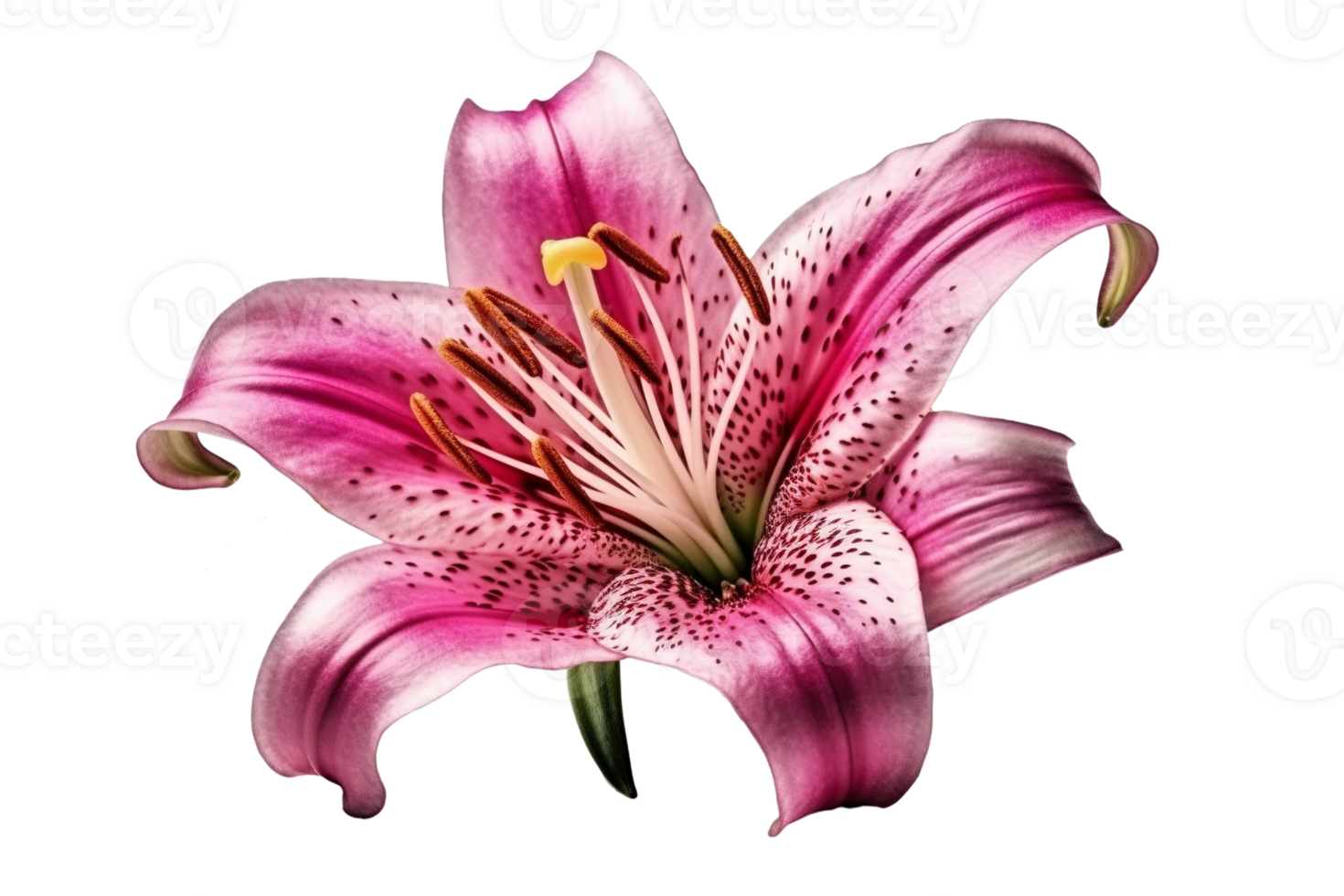 Pink lily flower on transparent background, created with png