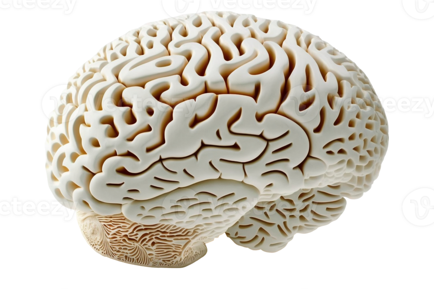 Human brain on transparent background, created with png