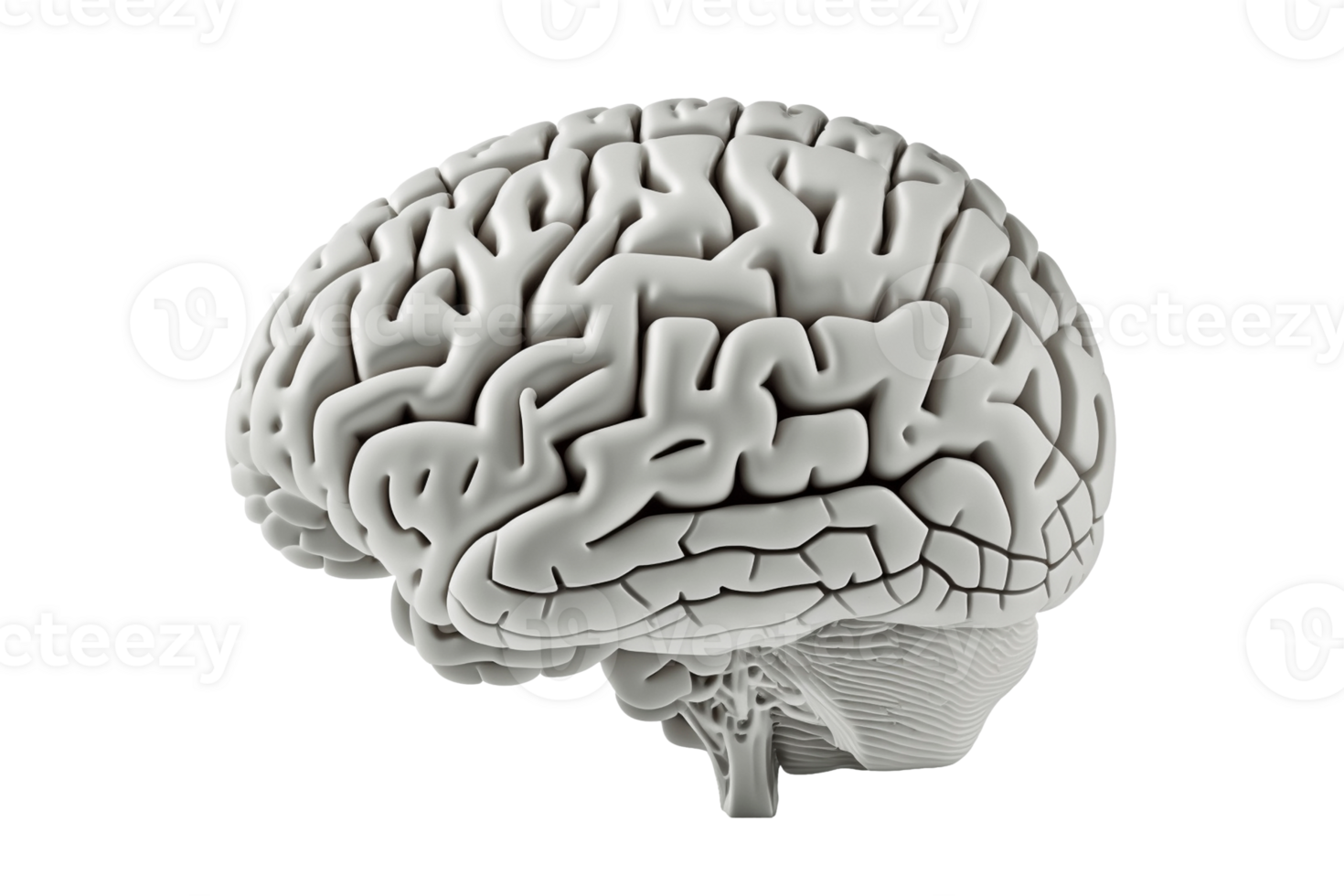 Human brain on transparent background, created with png