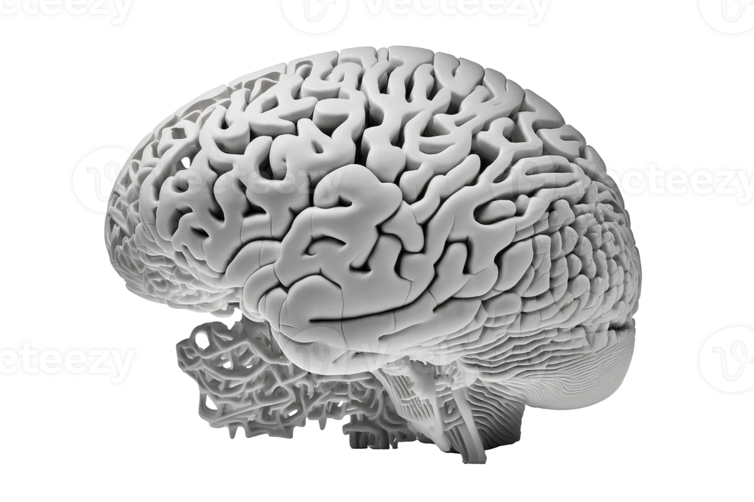 Human brain on transparent background, created with png