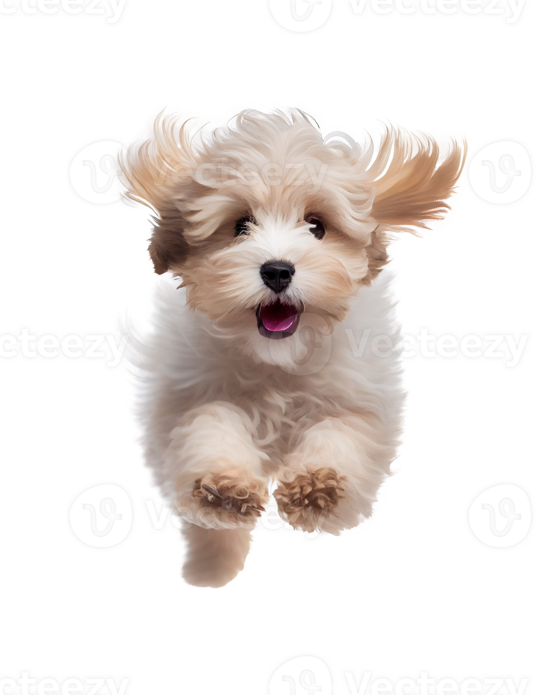 Playful puppy maltipoo dog running toward camera isolated on transparent background, created with png