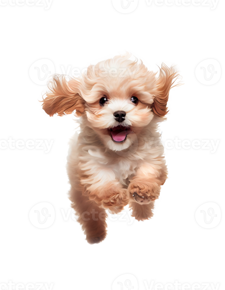 Playful puppy maltipoo dog running toward camera isolated on transparent background, created with png