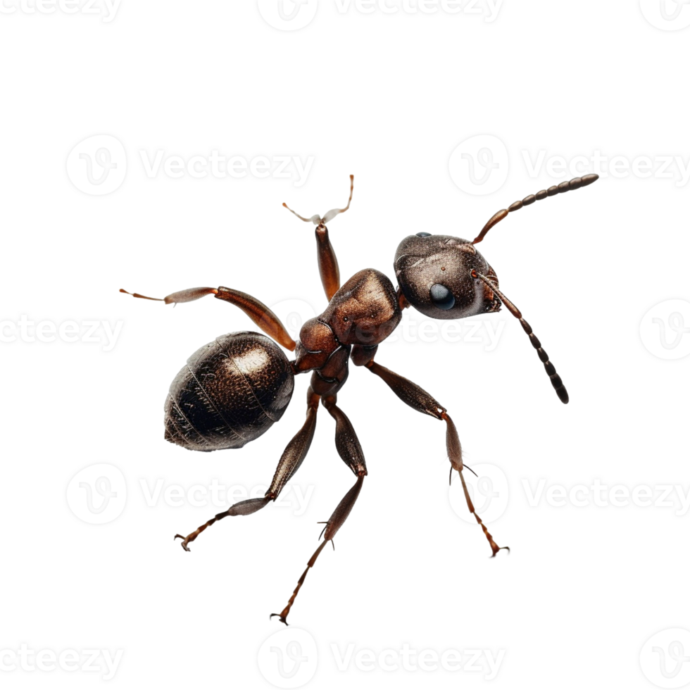 Ant isolated on the transparent background, created with png