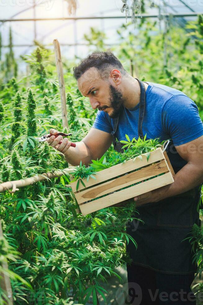 Farmers are inspecting and cutting hemp plants. To research alternative medical cannabis. Made into CBD extracts. Drug marijuana weed. photo
