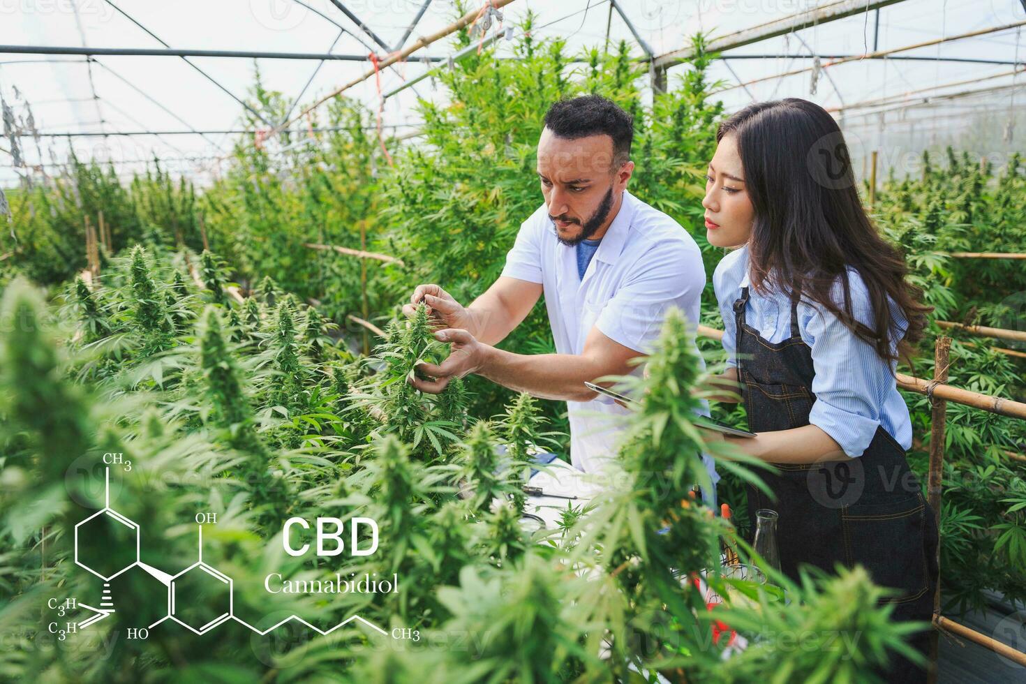 farmers and researchers jointly inspect the hemp tree in the greenhouse Herbal alternative treatment concept, cbd hemp oil, pharmaceutical industry. photo